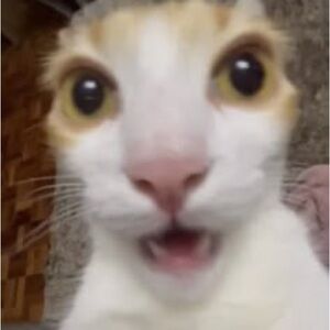 Meet your Posher, Jasmin